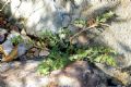 Euphorbia maculata